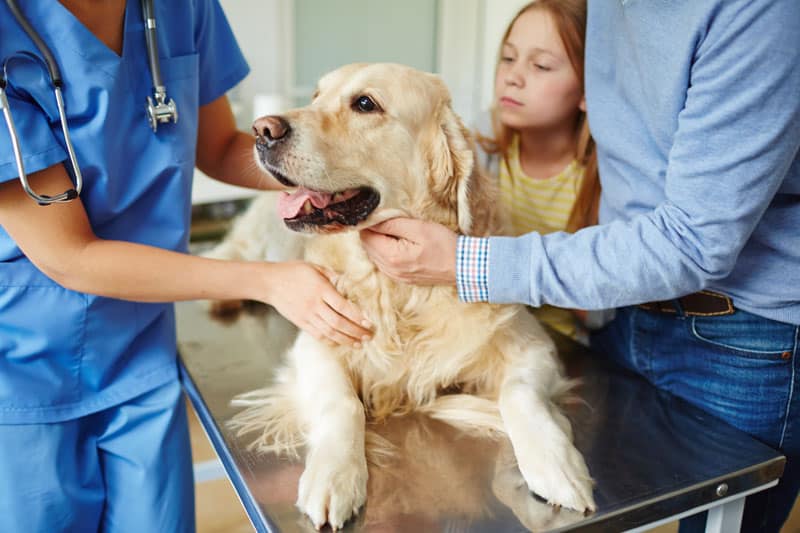 veterinary-radiation-consultants-800px